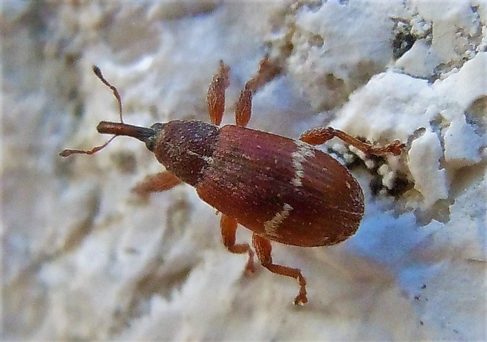 Curculionidae: Bradybatus fallax?  Sì !